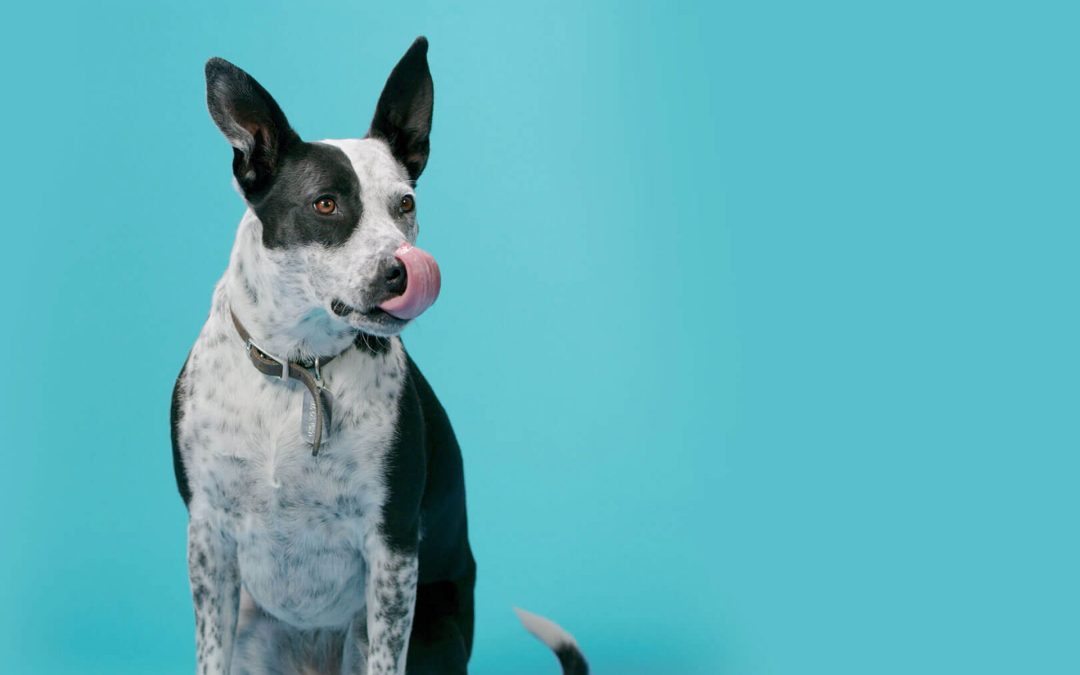 Leveraging Google Ads for the SPCA of Northern Nevada