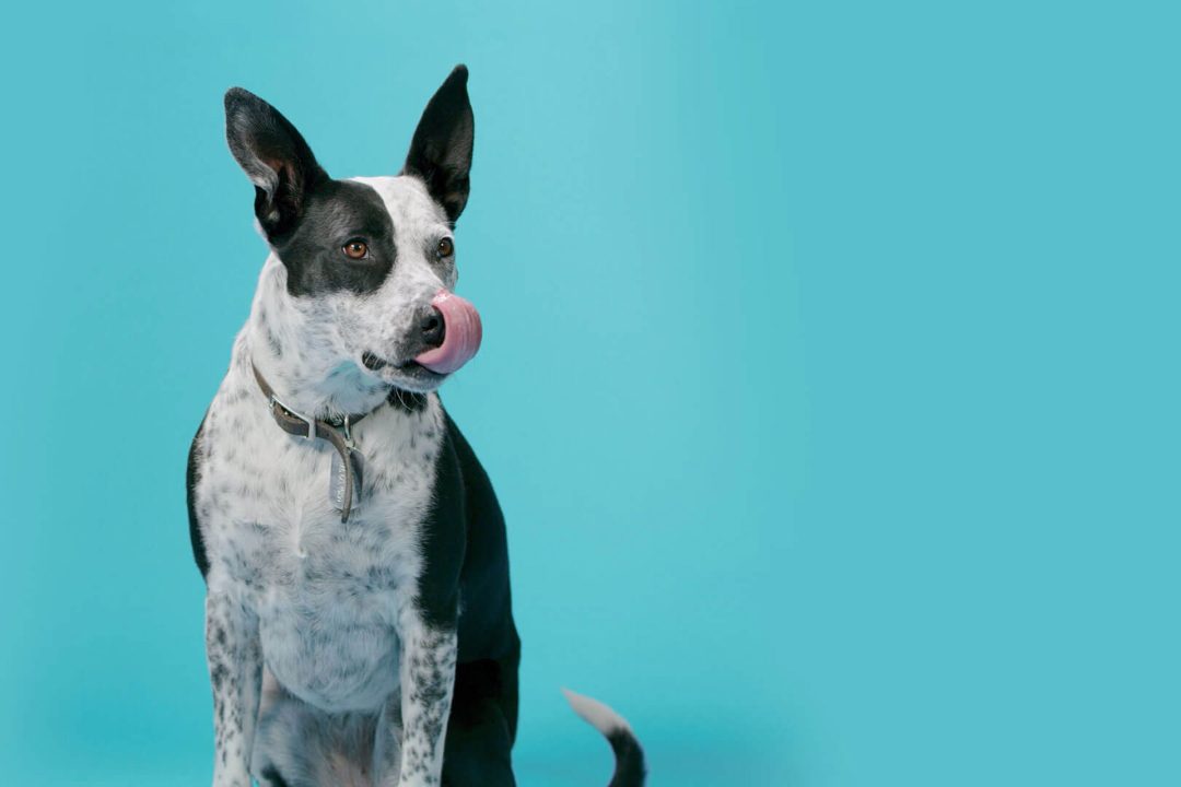 Leveraging Google Ads for the SPCA of Northern Nevada